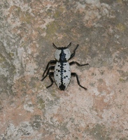 Black and white beetle